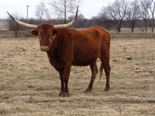 MTR AUZZIE'S DIXIE 14/12