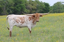 Brazos Jaimie 16/22