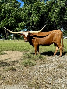 Bayou Favorable
