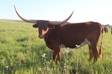 TEXAMAE