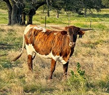 1 BUX 24  #0992 ROSE RANGER X SHEZA
