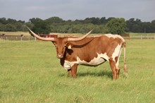 Auze's Annatte 510