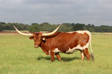 Alphie's Sweetheart 525