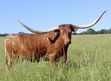 Ranger's Alphie 788