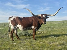 TEXANA ROSEANNA