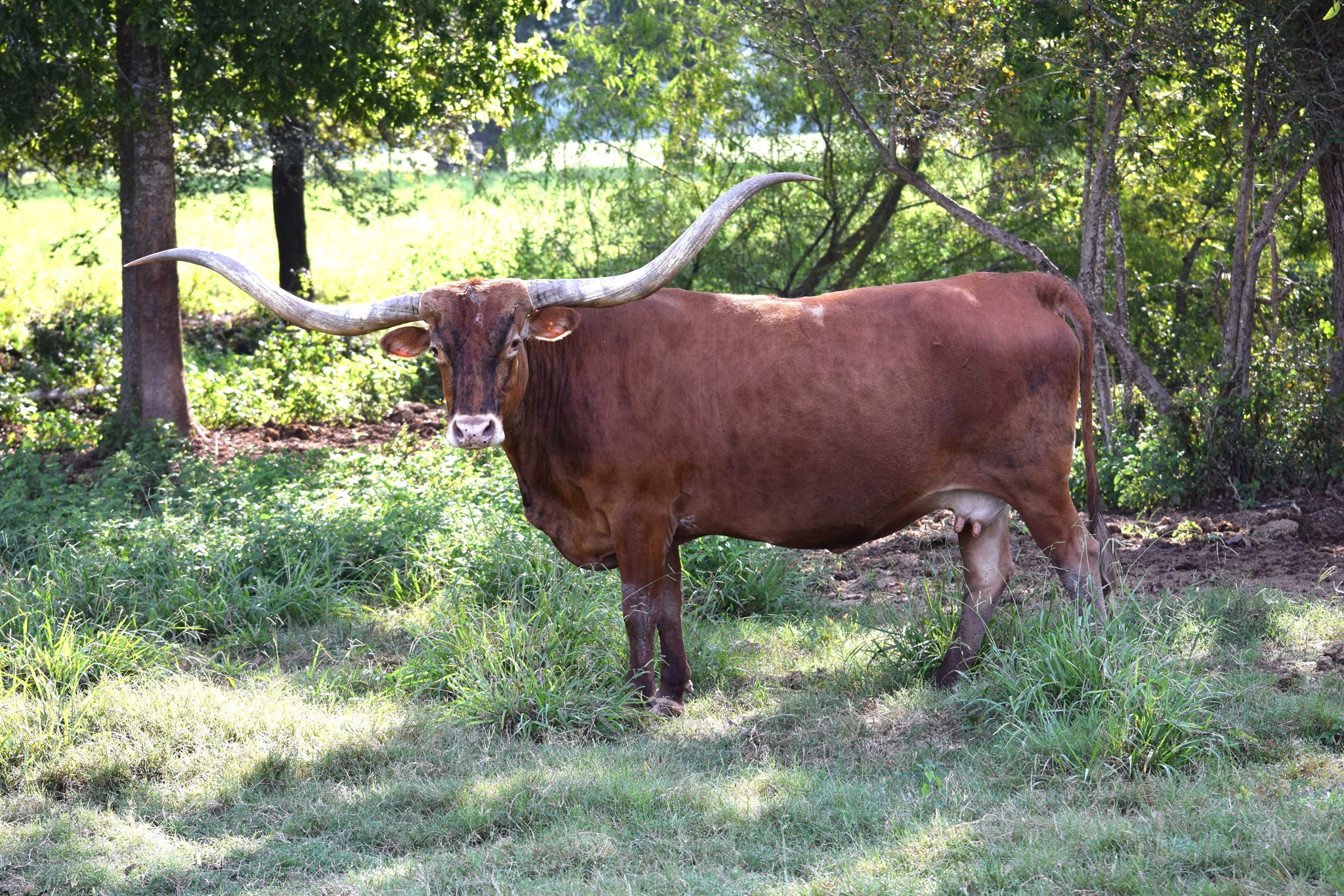 Rangers Eula 487