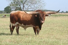 REBEL EOT 471
