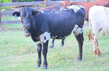 Auze's Striker